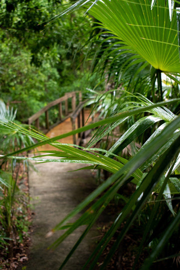 A St. John Nature Tour: Cinnamon Bay Factory Ruins