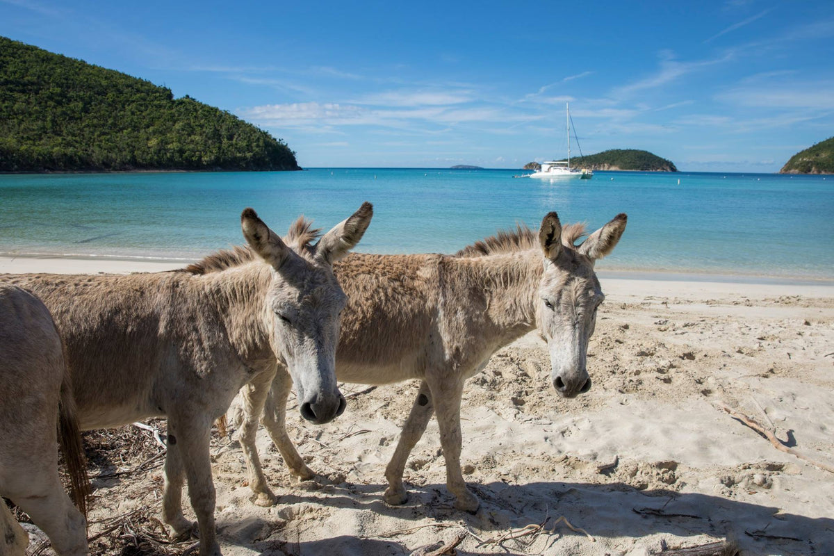 Two donkeys on a sandy beach with clear blue water and a boat in the background.
