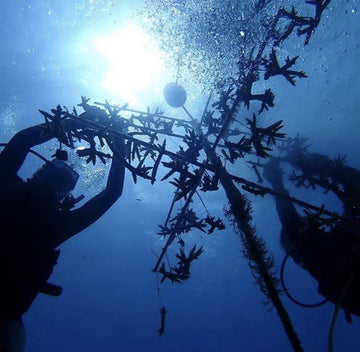 How To Help Save The Endangered Reefs